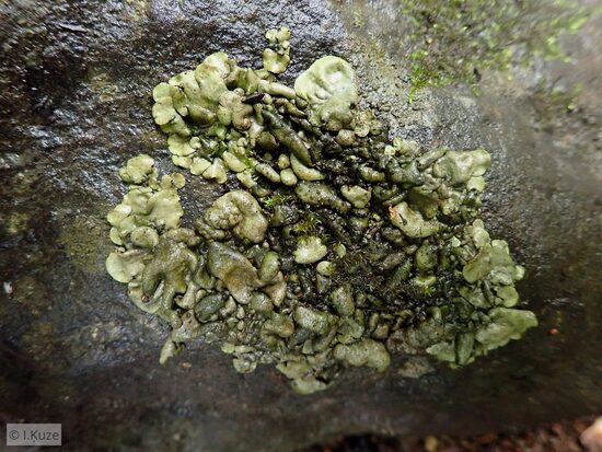 Dermatocarpon luridum